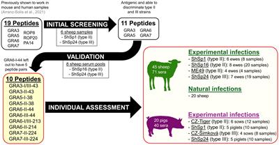 A combination of GRA3, GRA6 and GRA7 peptides offer a useful tool for serotyping type II and III Toxoplasma gondii infections in sheep and pigs